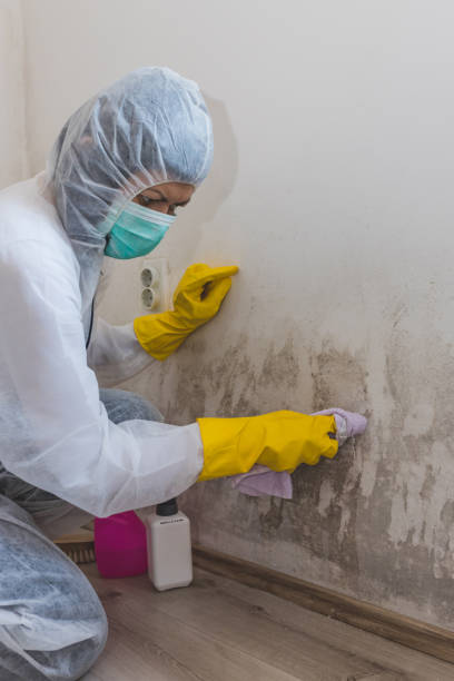 Best Mold Remediation for Healthcare Facilities  in Euclid, OH