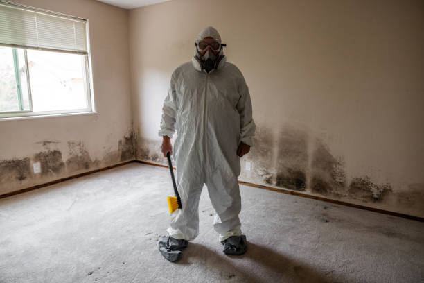 Best Environmental Consulting for Mold Prevention  in Euclid, OH